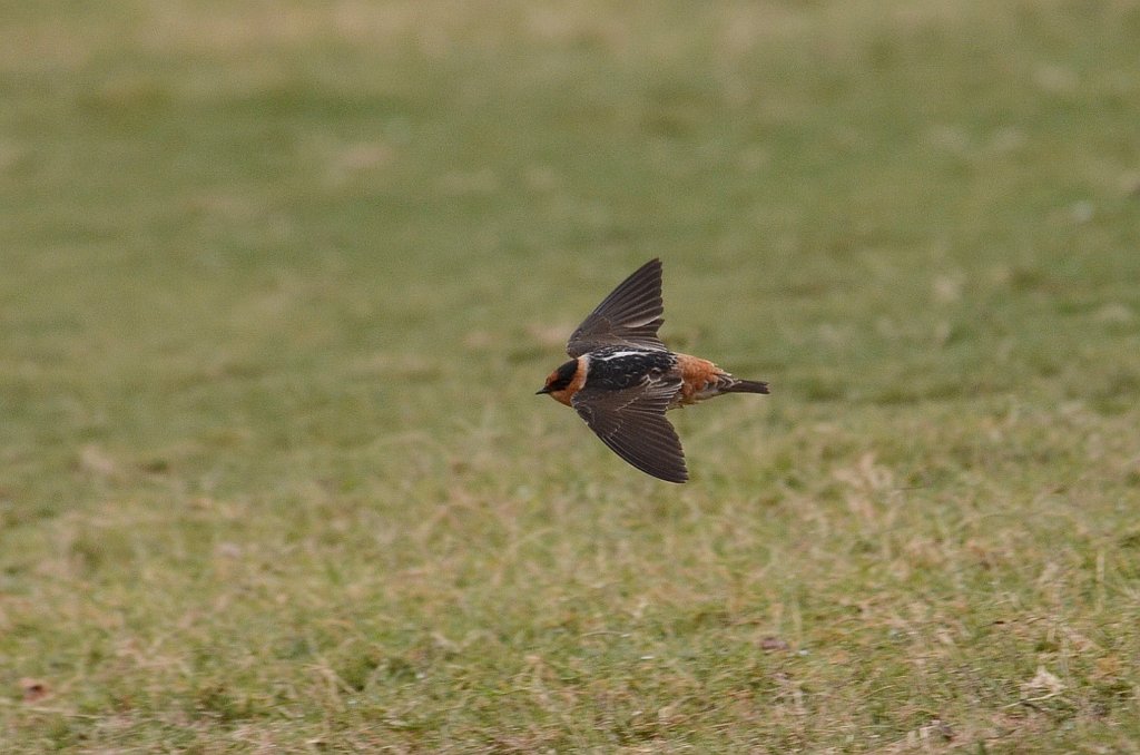 Swallow, Cave, 2013-01052867 Mission, TX.JPG - Cave Swallow. A golf course in Mission, TX, 1-5-2013